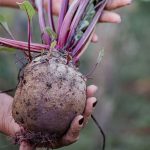 Compostagem para Iniciantes: Guia Passo-a-Passo Completo