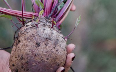 Compostagem para Iniciantes: Guia Passo-a-Passo Completo