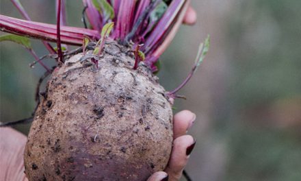 Compostagem para Iniciantes: Guia Passo-a-Passo Completo