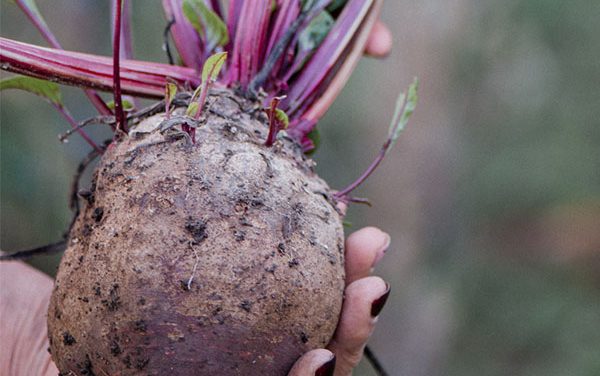 Compostagem para Iniciantes: Guia Passo-a-Passo Completo