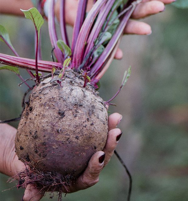 Compostagem para Iniciantes: Guia Passo-a-Passo Completo