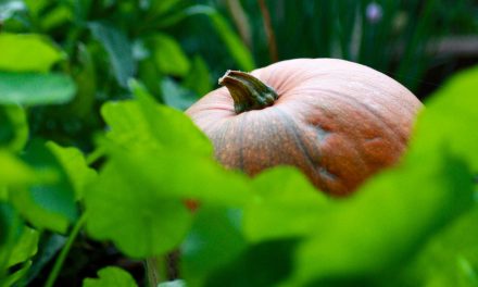Compostagem para Iniciantes: Guia Passo-a-Passo Completo